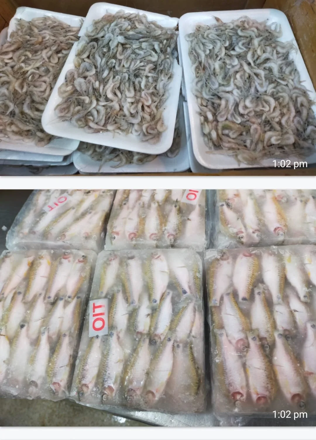 Fish